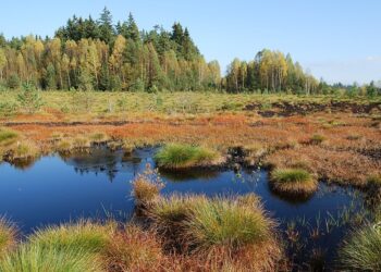 Soumarské rašeliniště